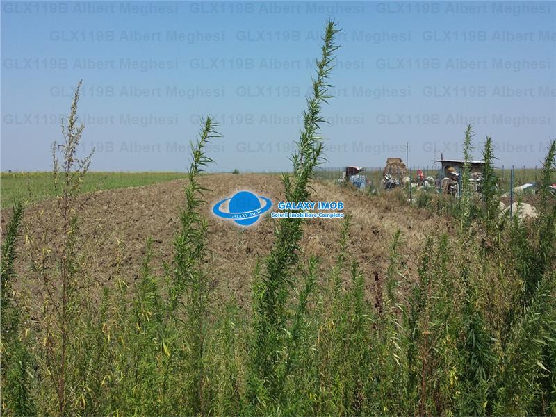 Vanzare Teren Intravilan  Herasti Giurgiu 2 HA - foto 5