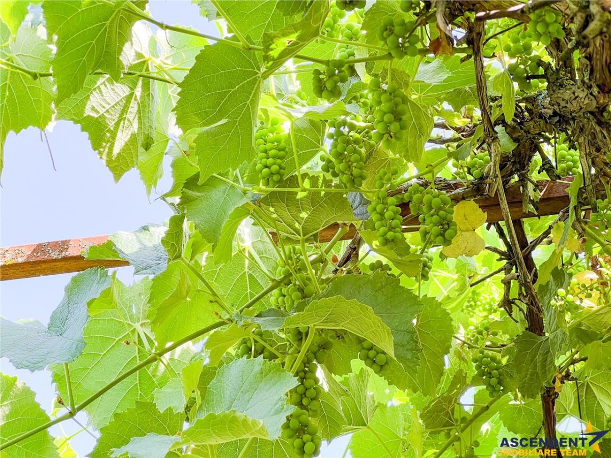 Casa primitoare in decor valoros, rodnic teren de 850mp, Ilieni, Covasna: FILM! - foto 19