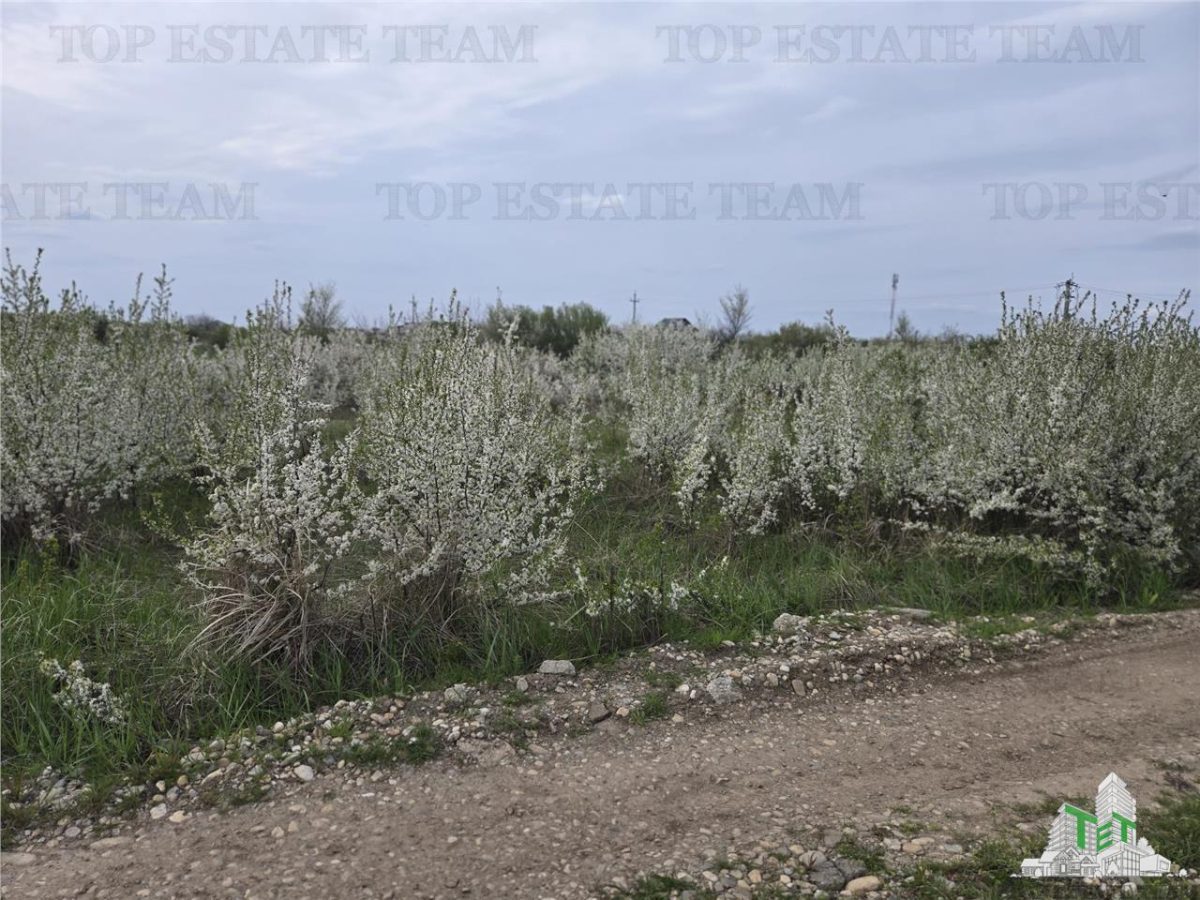 TEREN INTRAVILAN 420 mp la 20 minute  de Bucuresti - foto 3