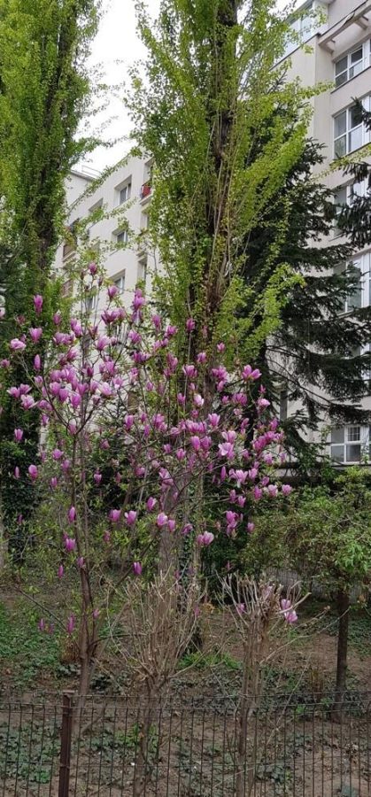 Apartament 2 camere | Calea Victoriei | zona Piata Amzei - foto 10