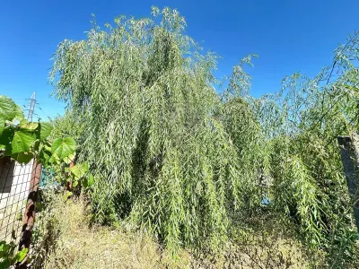Casa si teren 3567 mp cu piscina, livada si helesteu â€“ Corlatesti - foto 18