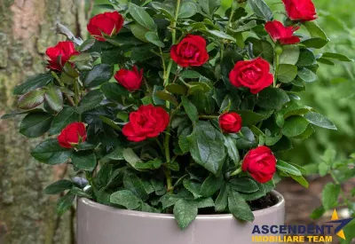 Decomandat, bucatarie inchisa, gradina de 30 mp, nou rezidential, Tractorul, Brasov - foto 1