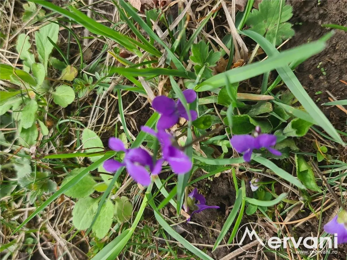 Teren de vanzare in Brebu - Zona Brebu Megiesesc - foto 3
