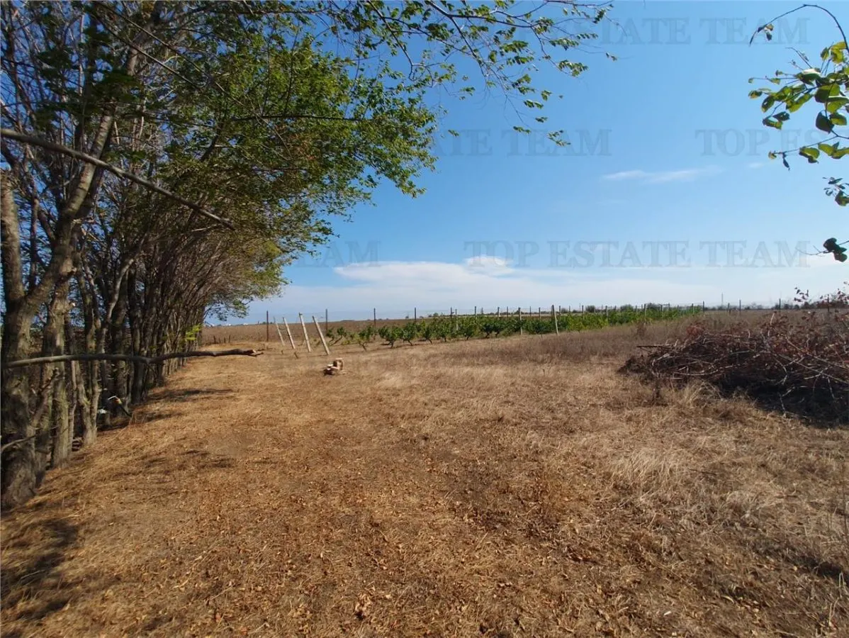 Teren intravilan agricol si teren curti constructii Lot 2 Parcela A326/49 - foto 1