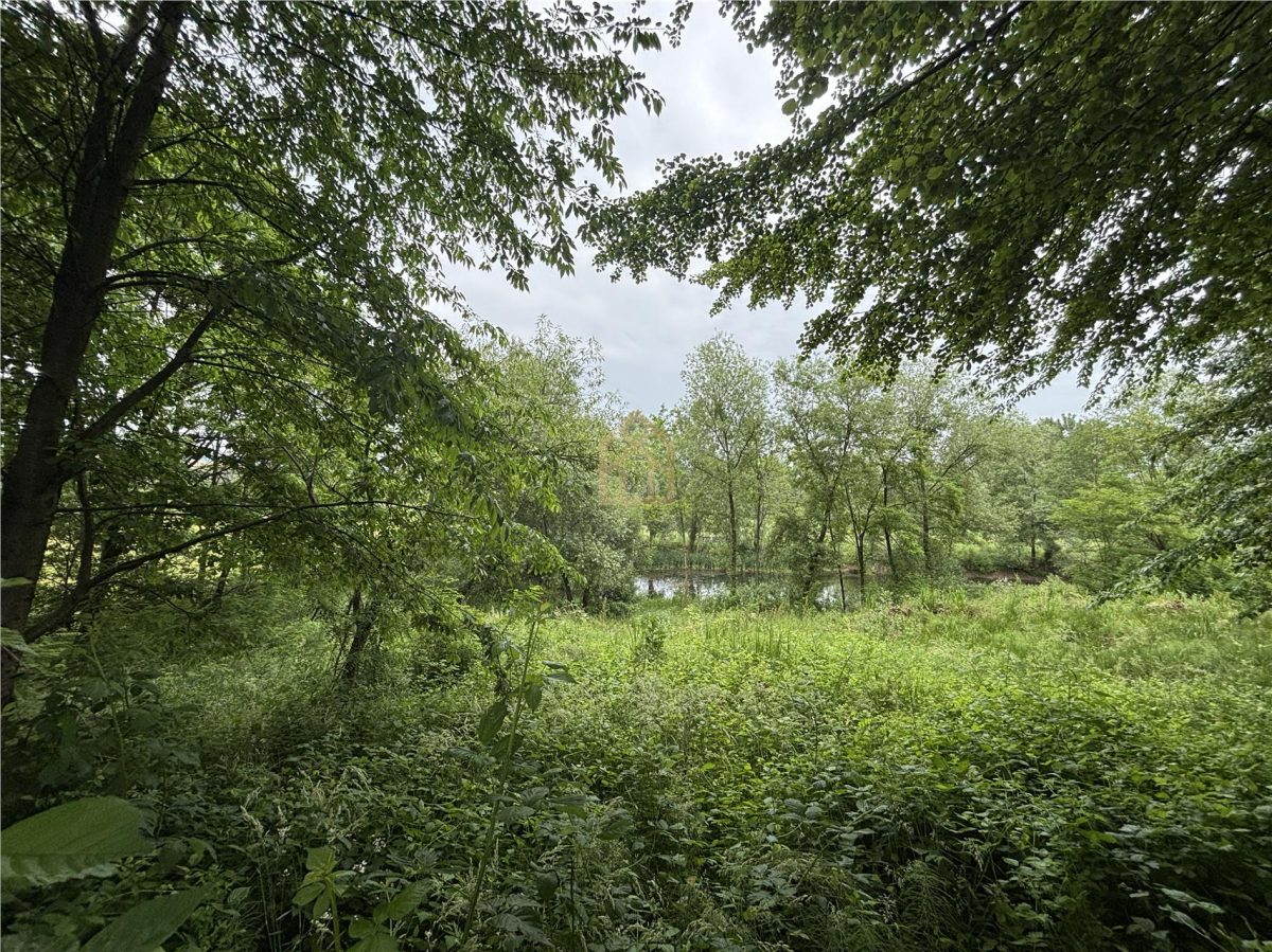 Teren cu balta de pescuit Lapusel - foto 17