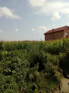 Teren, Zapodia,Traian Bacau - foto 3