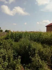 Teren, Zapodia,Traian Bacau - foto 4