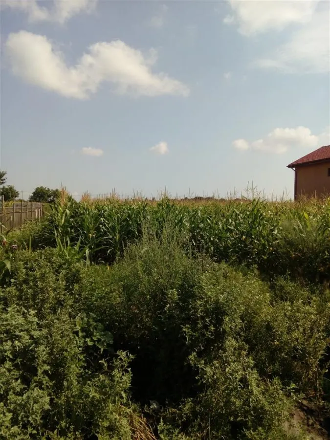 Teren, Zapodia,Traian Bacau - foto 4