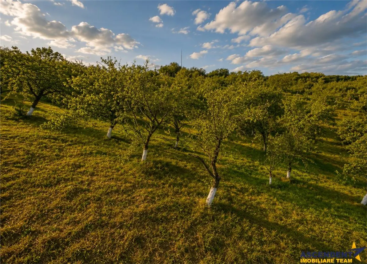 FILM! Confortabila ariere, 4.500 mp, arbori roditori, Sancraiu,Covasna - foto 3