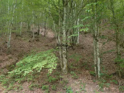 Teren in Bulzestii de Sus 2451mp - foto 2