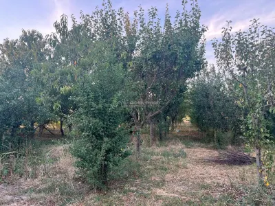 Ohaba-Forgaci, Casa Cu Doua Corpuri, 6 Cam. 268 Mp., Teren 2.999 Mp. Cu Pomicultura,  Zona Centrala - foto 13